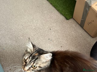 Maine Coon cats for sale: Sisters for adoption - Advert 1