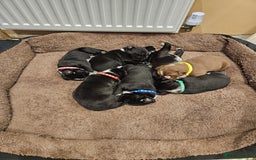 Mixed Breed dogs for sale: Litter of 7 dalmatian cross puppies - Image 9