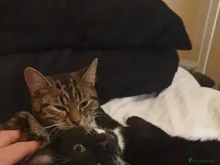 Mixed Breed cats Lovely Bonded pair (M+F) - must stay together - Advert 17
