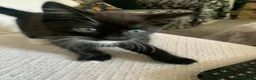 Mixed Breed cats for sale: 3 Lovely Brothers. Looking for their forever Home. - Advert 10