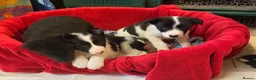 Border Collie dogs for sale: Gorgeous border collie pups - Advert 5