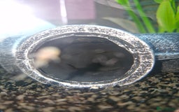 Plecos fish for sale: Baby Bristlenos Plecos - Image 10