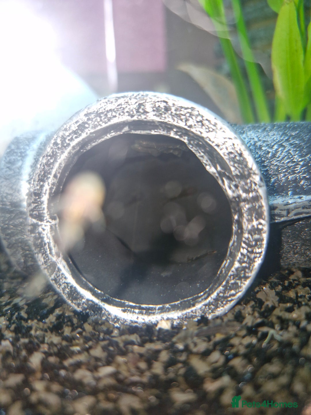 Plecos fish for sale: Baby Bristlenos Plecos - Image 10