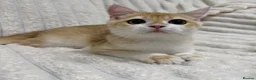British Shorthair cats for sale: 🧡Exceptional pedigree golden BSH🧡 - Advert 5