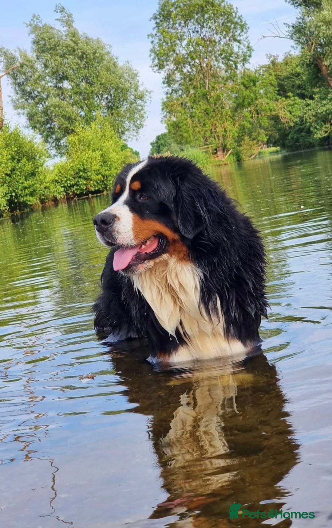 Bernese Mountain Dog dogs for sale: 9 months old girl KC  - Image 12