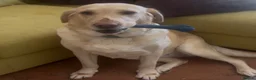 Labrador Retriever dogs for sale: Labrador Retriever - Emotional Support dog  - Advert 6
