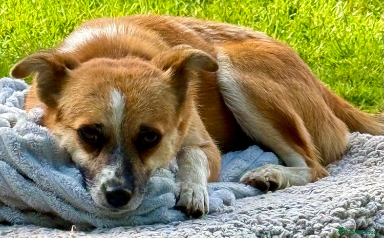Chihuahua dogs - Advert 2