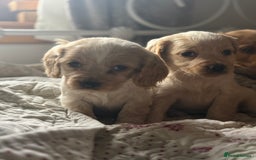 Cocker Spaniel dogs for sale: Beautiful puppies  - Advert 13