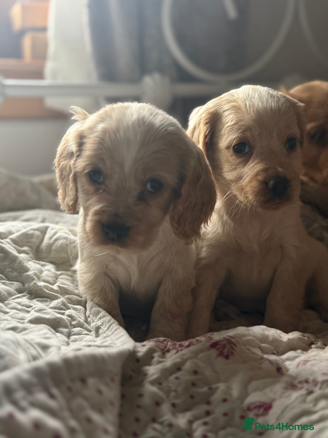 Cocker Spaniel dogs for sale: Beautiful puppies  - Advert 13