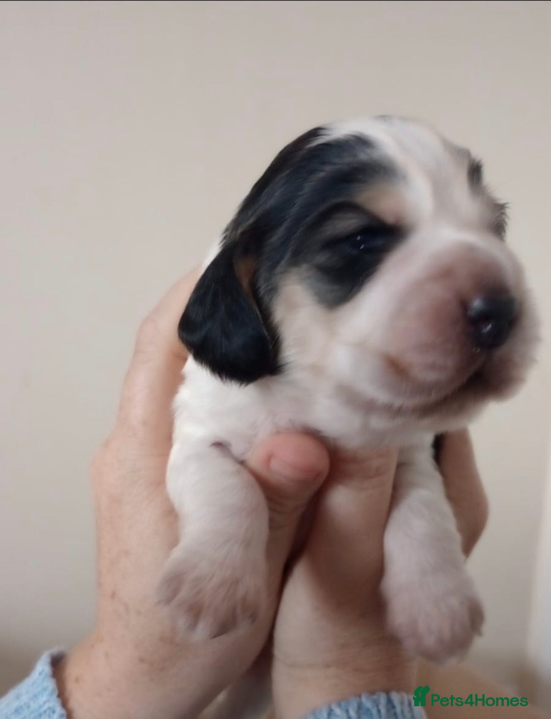 Cocker Spaniel dogs for sale: Beautiful full show cockers  - Advert 10