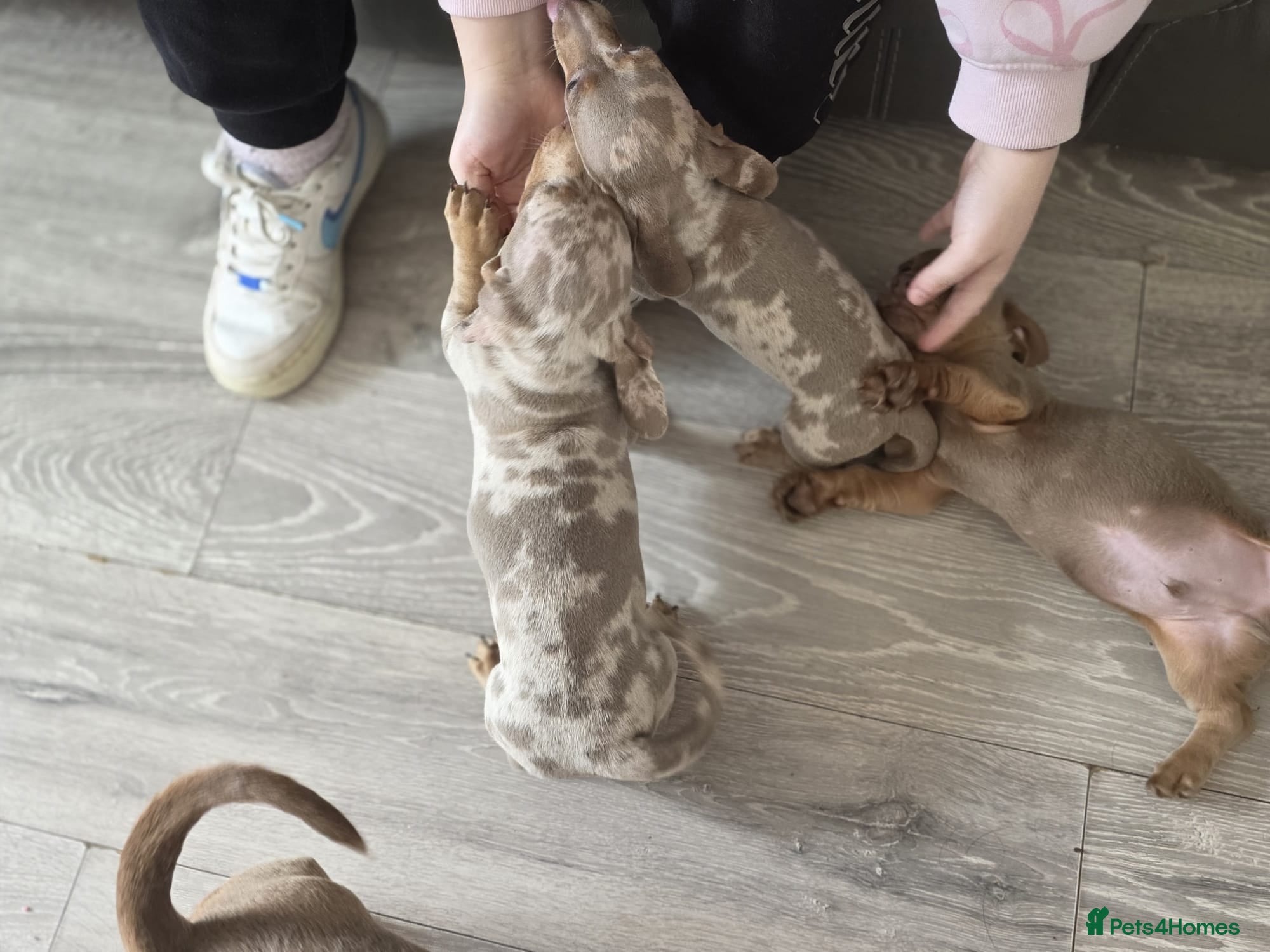 Miniature Dachshund dogs for sale: Stunnung miniature Dachshund  in Slough - Advert 10