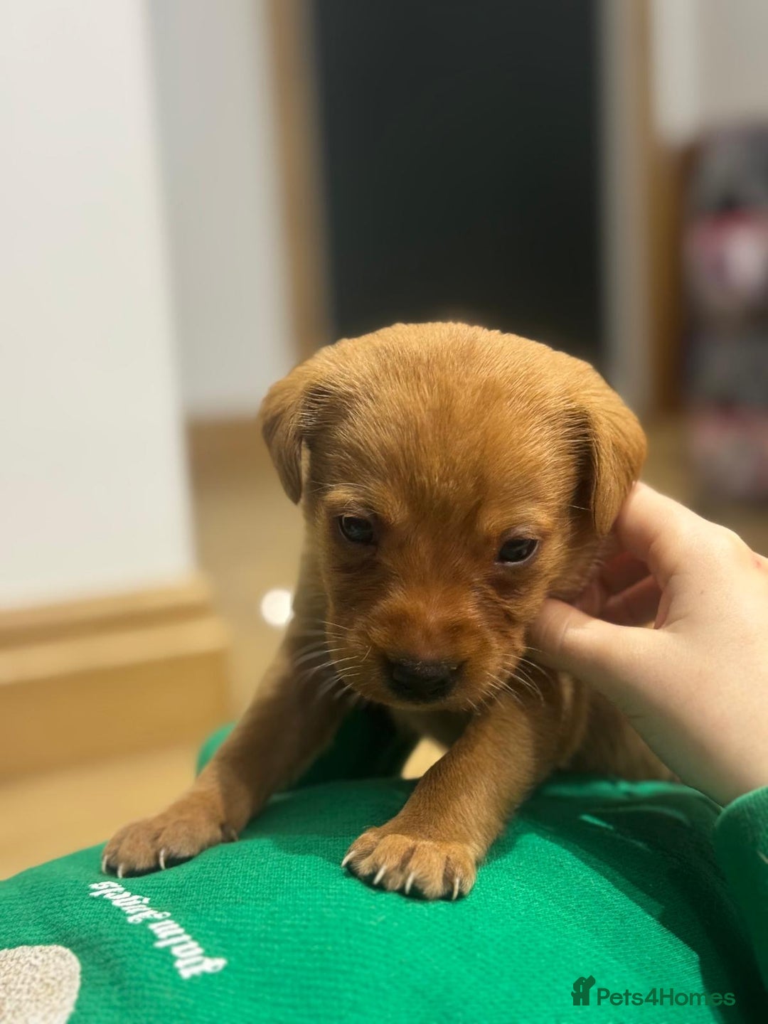 Labrador Retriever dogs for sale: Labrador Puppies  - Advert 16