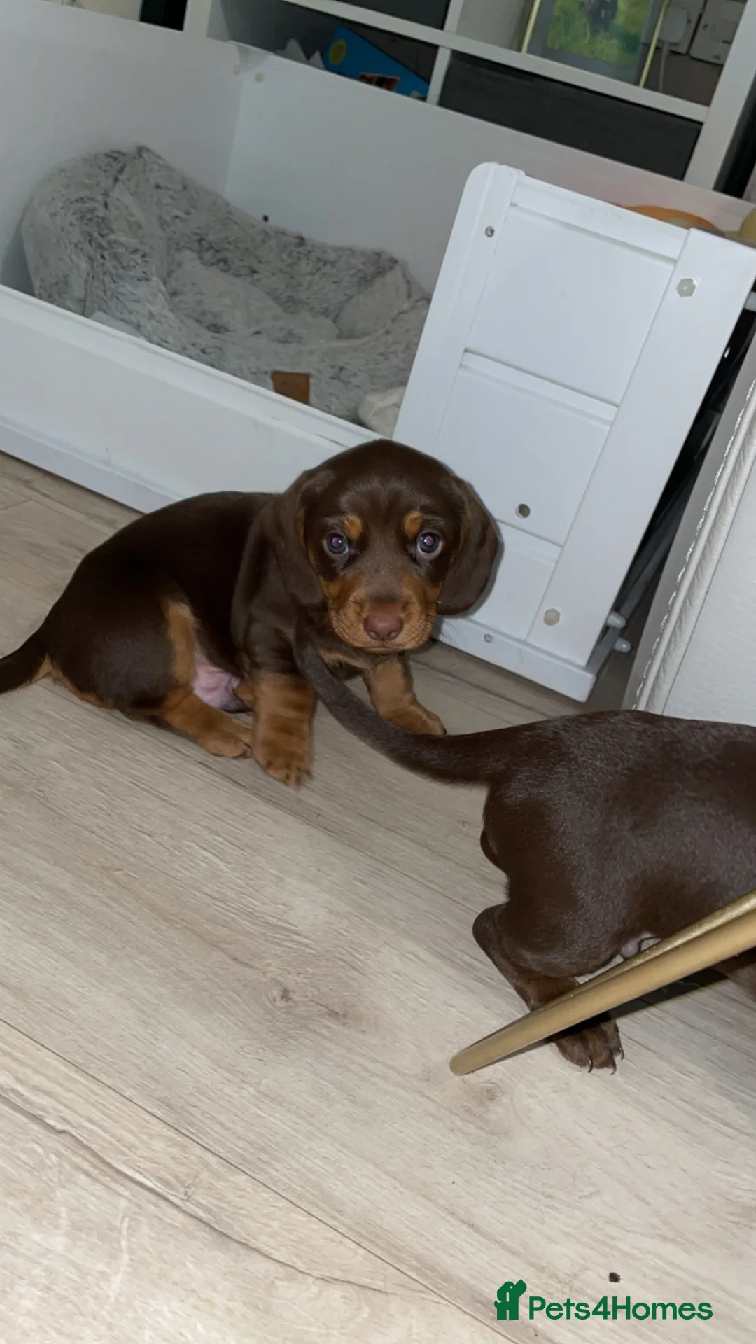 Mixed Breed dogs for sale: Miniature daschaund x cocker spaniel - Advert 2