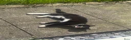 Mixed Breed cats for sale: 2 kittens for rehome  in Stoke-on-Trent - Advert 6