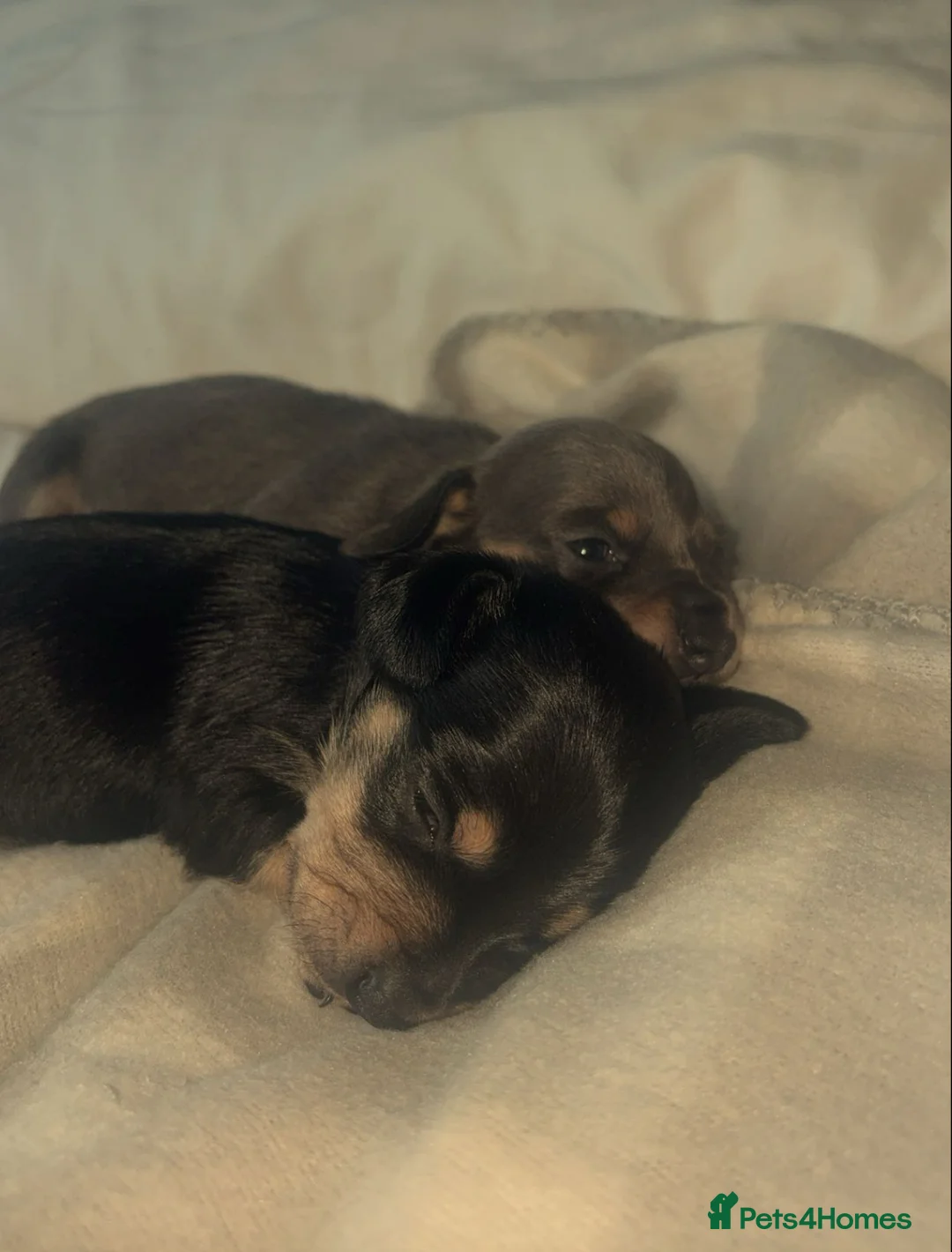 Miniature Dachshund dogs for sale: Mini dachshunds  - Advert 15
