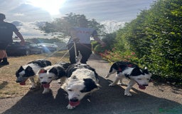 Border Collie dogs for sale: Atlas, beautiful border collie - Image 8