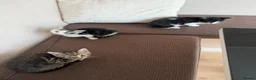 Mixed Breed cats for sale: Kittens for sale in Stevenage - Advert 5