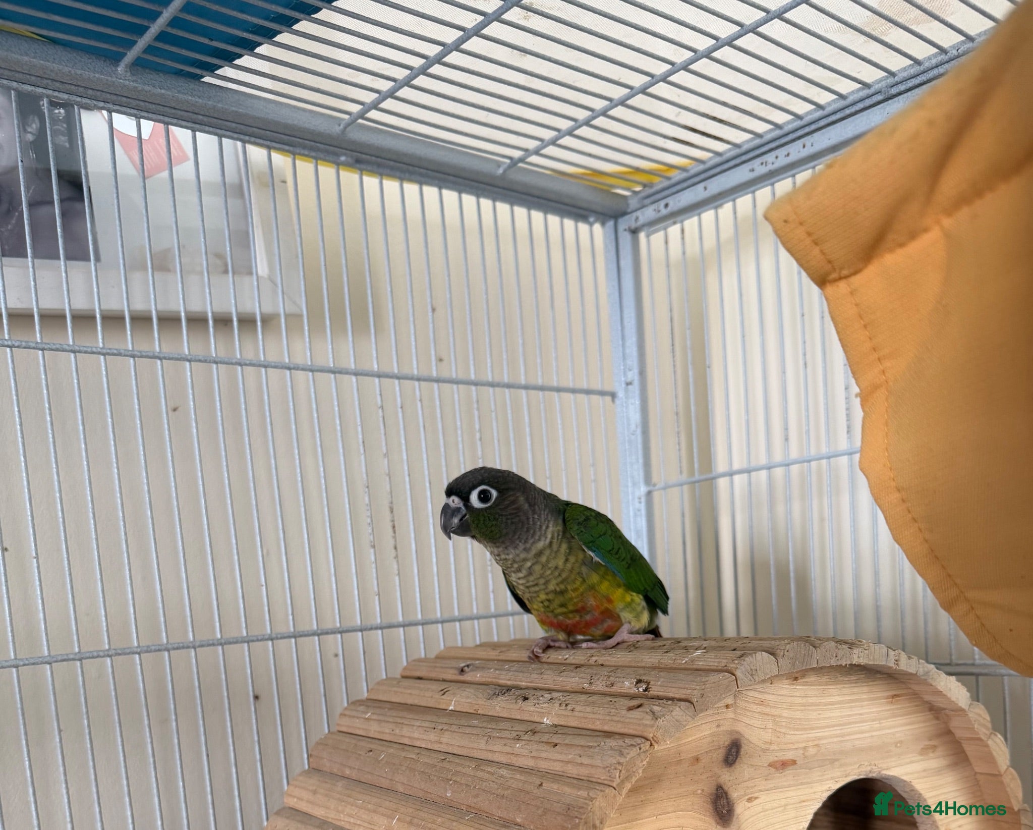 Conures birds 2 conures for sale  - Advert 1