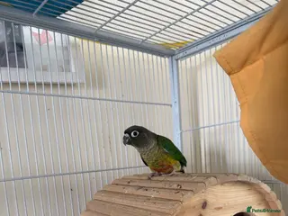 Conures birds 2 conures for sale - Advert 9