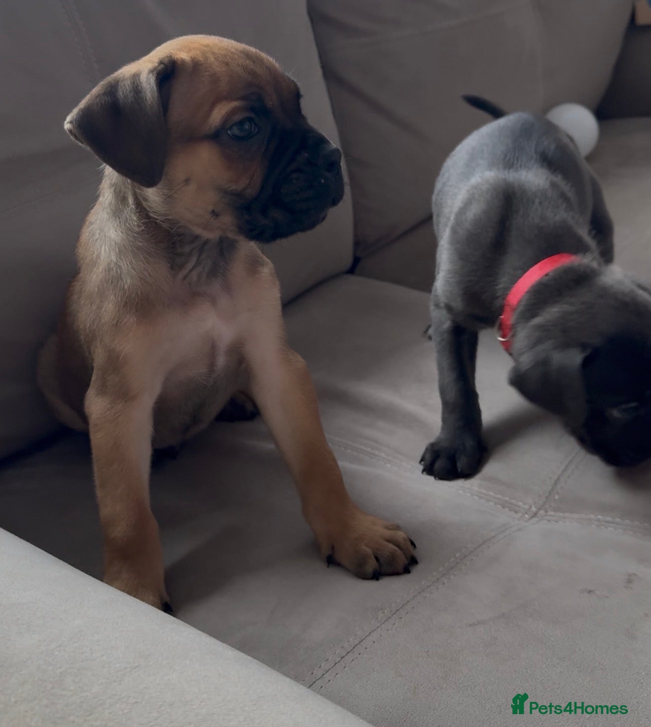 Cane Corso dogs ICF/ICCF Champion 6th GENERATION Cane Corso pups - Advert 11