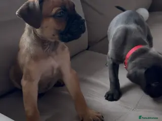 Cane Corso dogs ICF/ICCF Champion 6th GENERATION Cane Corso pups - Advert 11