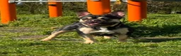 French Bulldog dogs for sale: SIMBA & BERRY — ISABELLA LITTER HAS ARRIVED!  - Advert 10