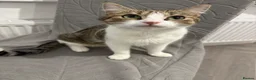 Domestic Shorthair cats for sale: 2-Year-Old Female Tabby & White Cat - Advert 4