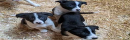Border Collie dogs for sale: Isds border collie pups for sale in Keith - Advert 11