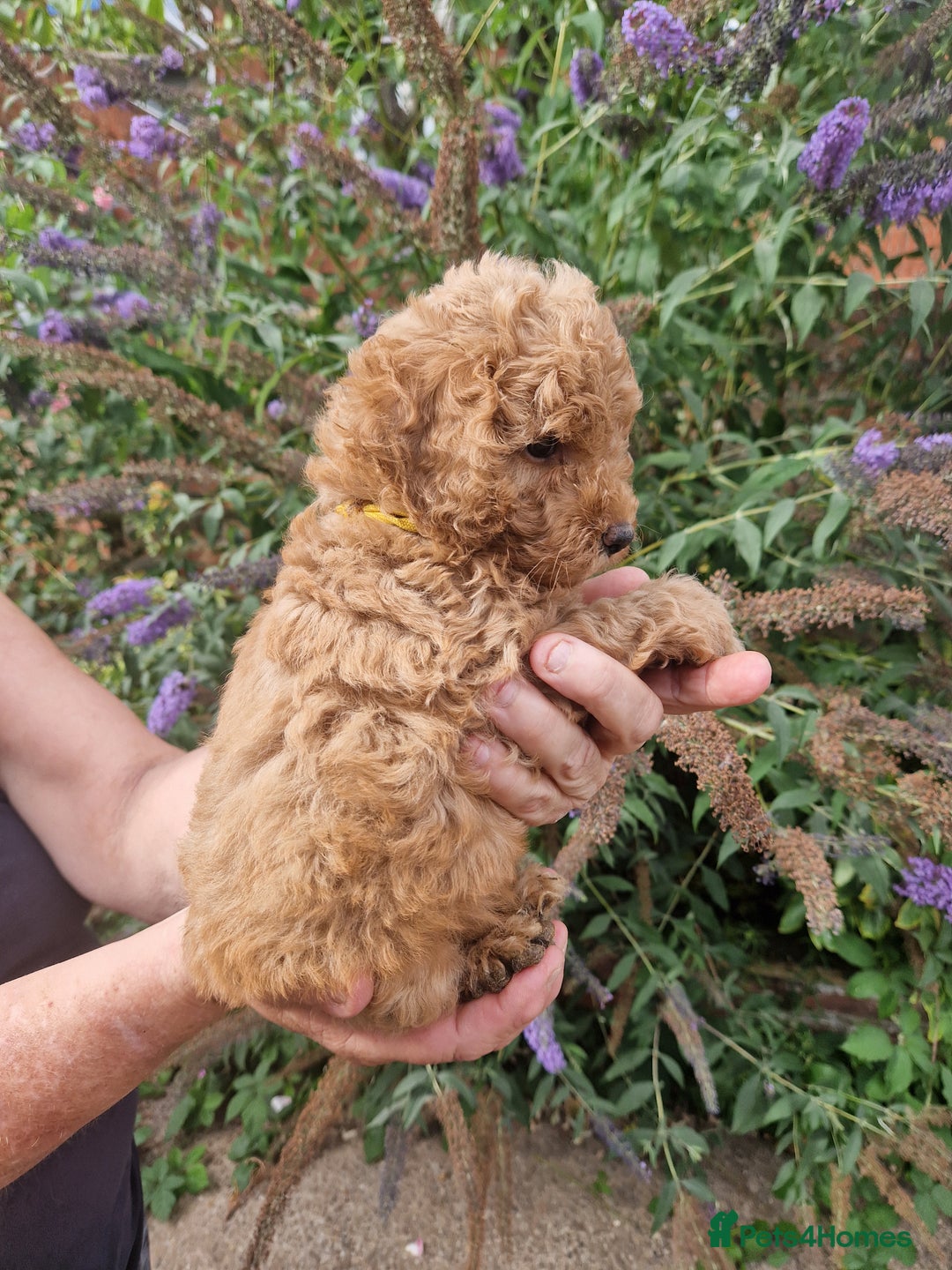 Cockapoo dogs for sale: EXCEPTIONAL HEALTH TESTED SHOW TYPE COCKAPOOS F1B - Image 9
