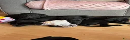 Borador dogs for sale: Borador puppies for sale  - Advert 4