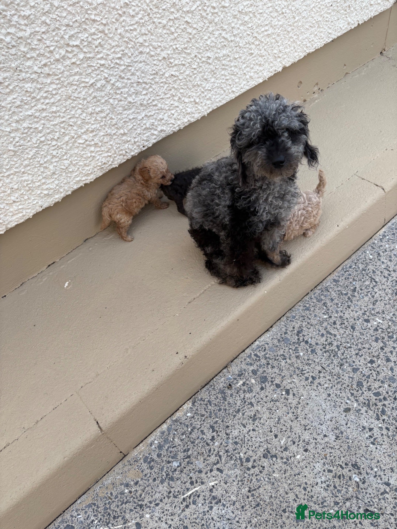 Toy Poodle dogs 4 toy poodles puppies  - Advert 1