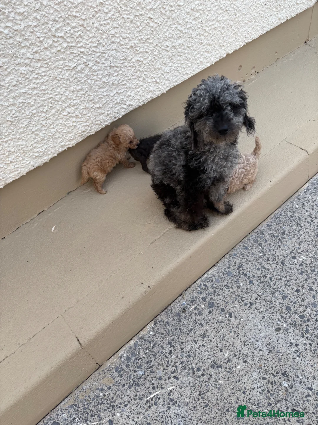 Toy Poodle dogs for sale: 4 toy poodles puppies  - Advert 1