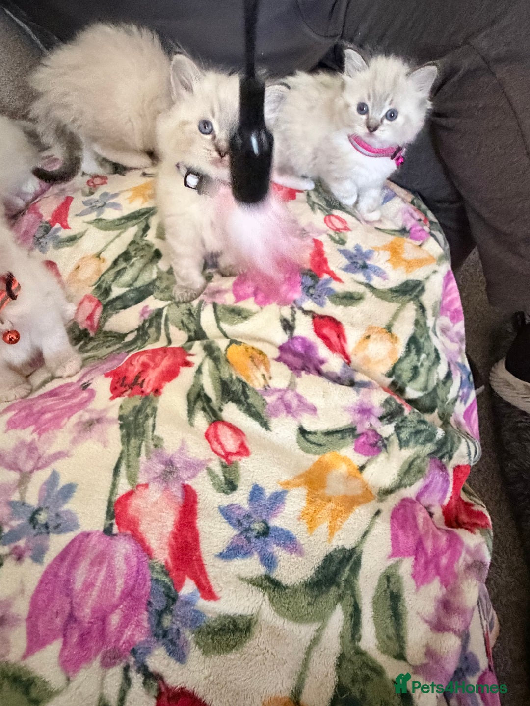 Ragdoll cats for sale: Special Ragdoll babies  - Advert 12