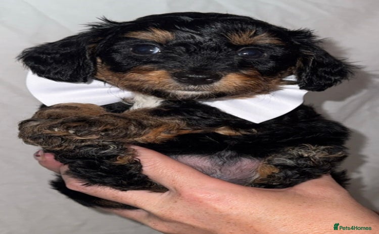 Mixed Breed dogs - Advert 4