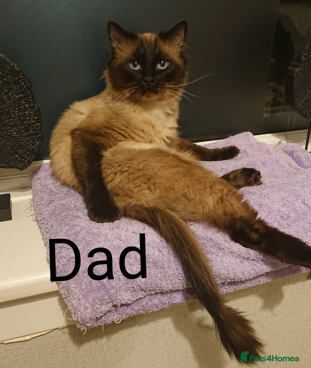 Ragdoll cats for sale: 4 BOYS 100% RAGDOLLS CATS, 550Ł 😽 😻 😸  - Advert 7