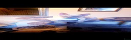 Siamese cats for sale: Male Lilac Point Siamese  - Advert 5