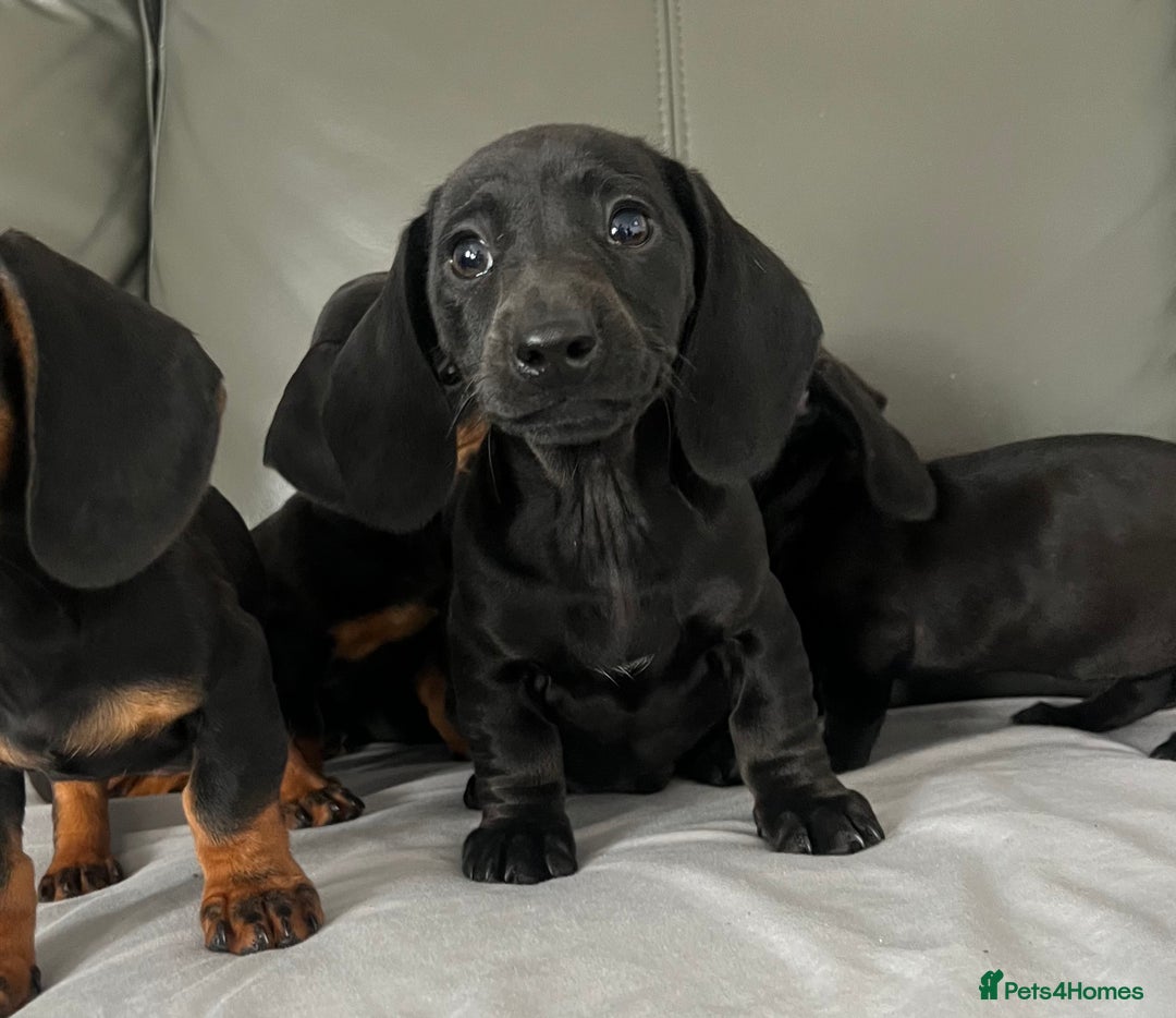 Dachshund dogs for sale: Mini dachshund puppies - Image 7