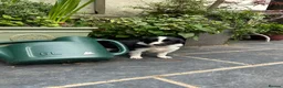 Border Collie dogs for sale: 2 border collie Pups- Ready to go now! - Advert 36
