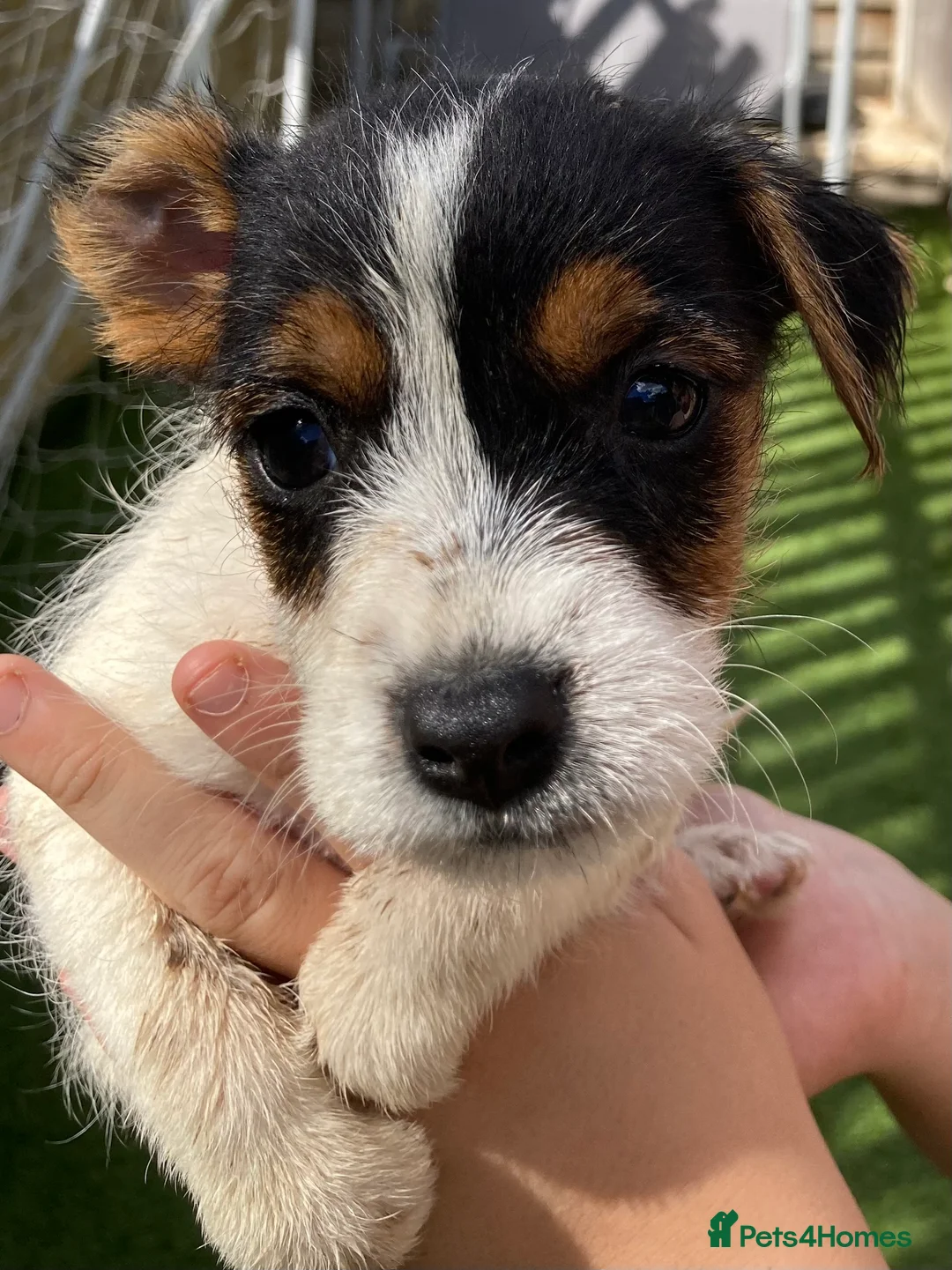 Jack Russell dogs for sale: Jack Russell puppies  - Advert 40