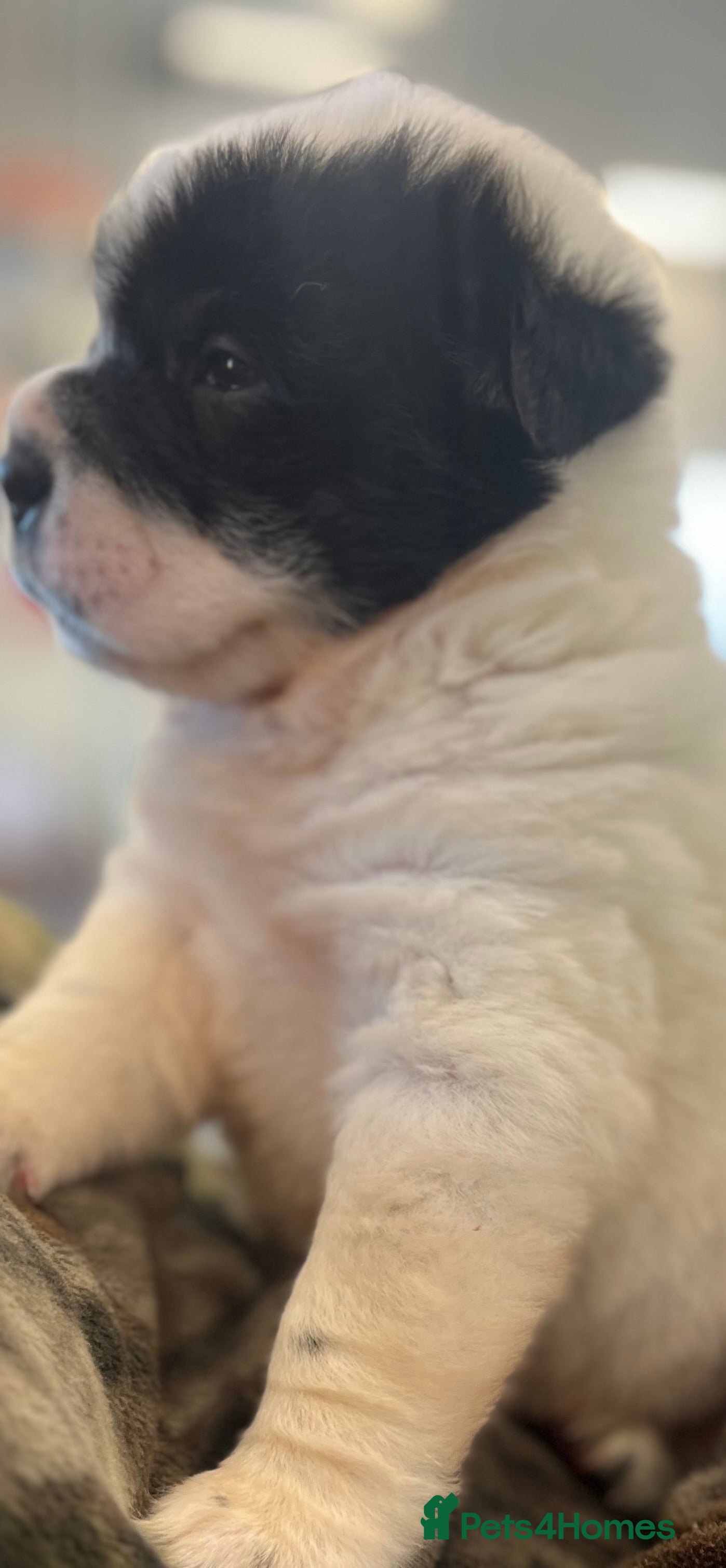 Shar Pei dogs Amazing flower bear coat !!!  - Advert 2