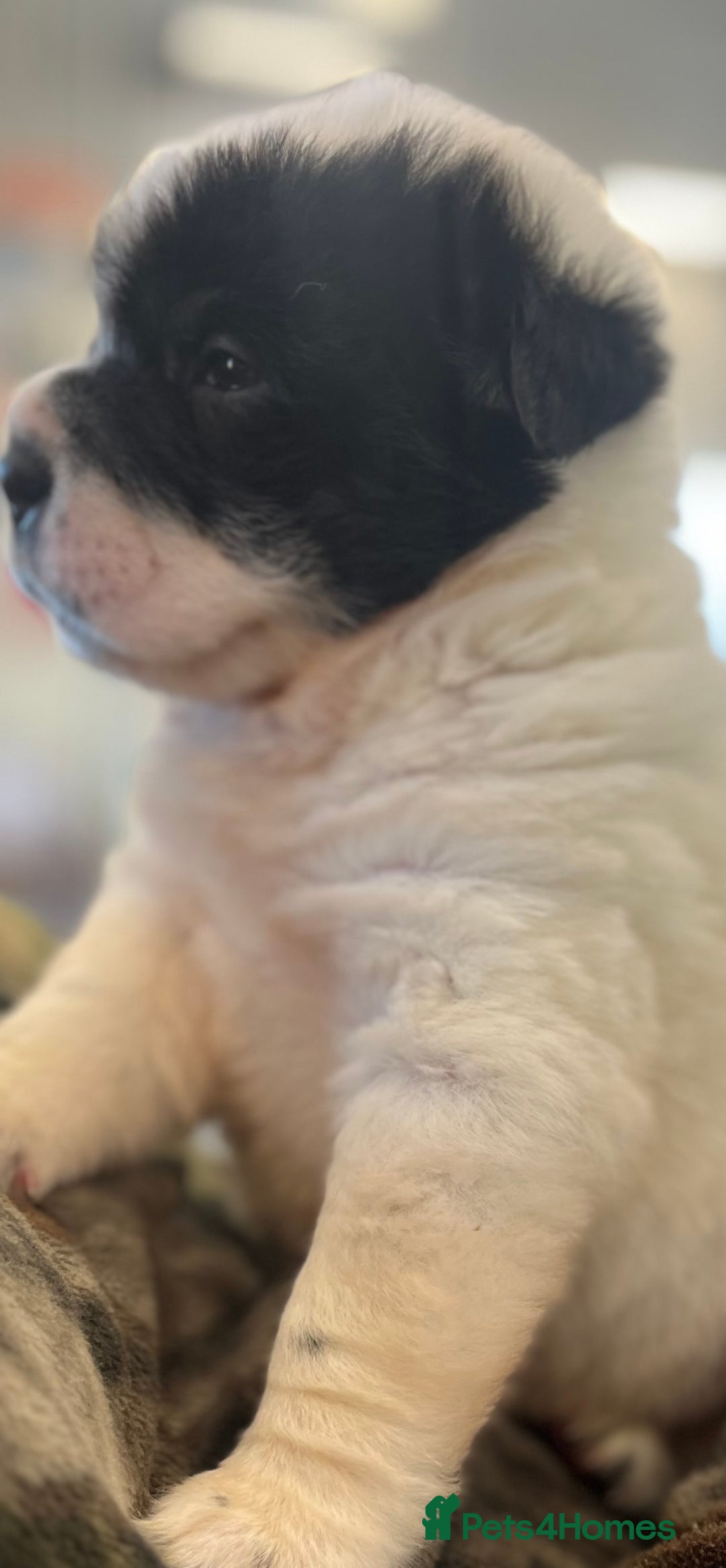 Shar Pei dogs for sale: Ready now amazing bear coat !!!!  - Advert 29