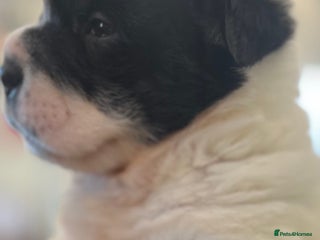 Shar Pei dogs Amazing flower bear coat !!! - Advert 17