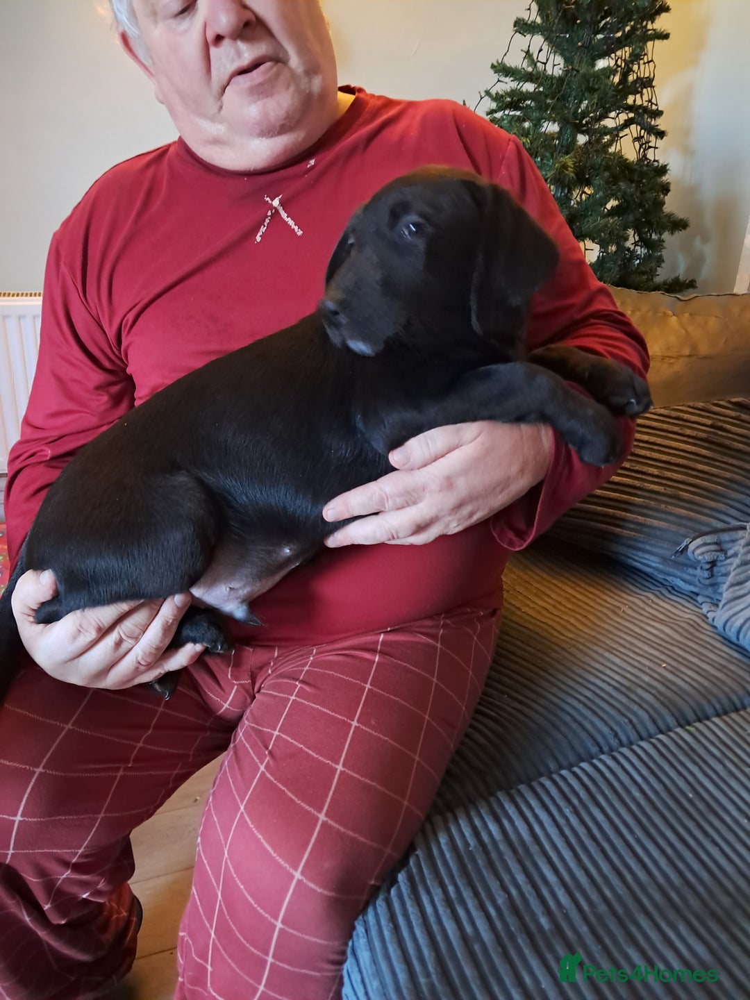 Mixed Breed dogs for sale: Lurcher x jackapoo  pups - Advert 13