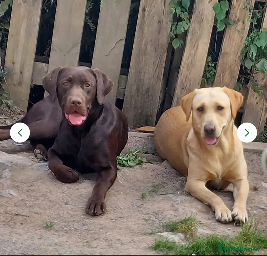 Labrador Retriever dogs for sale: Labrador retriever - Image 4