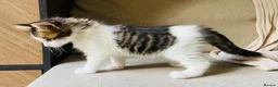 Mixed Breed cats for sale:     4 Beautiful Kittens Ready for Forever Homes ❤️ - Advert 4