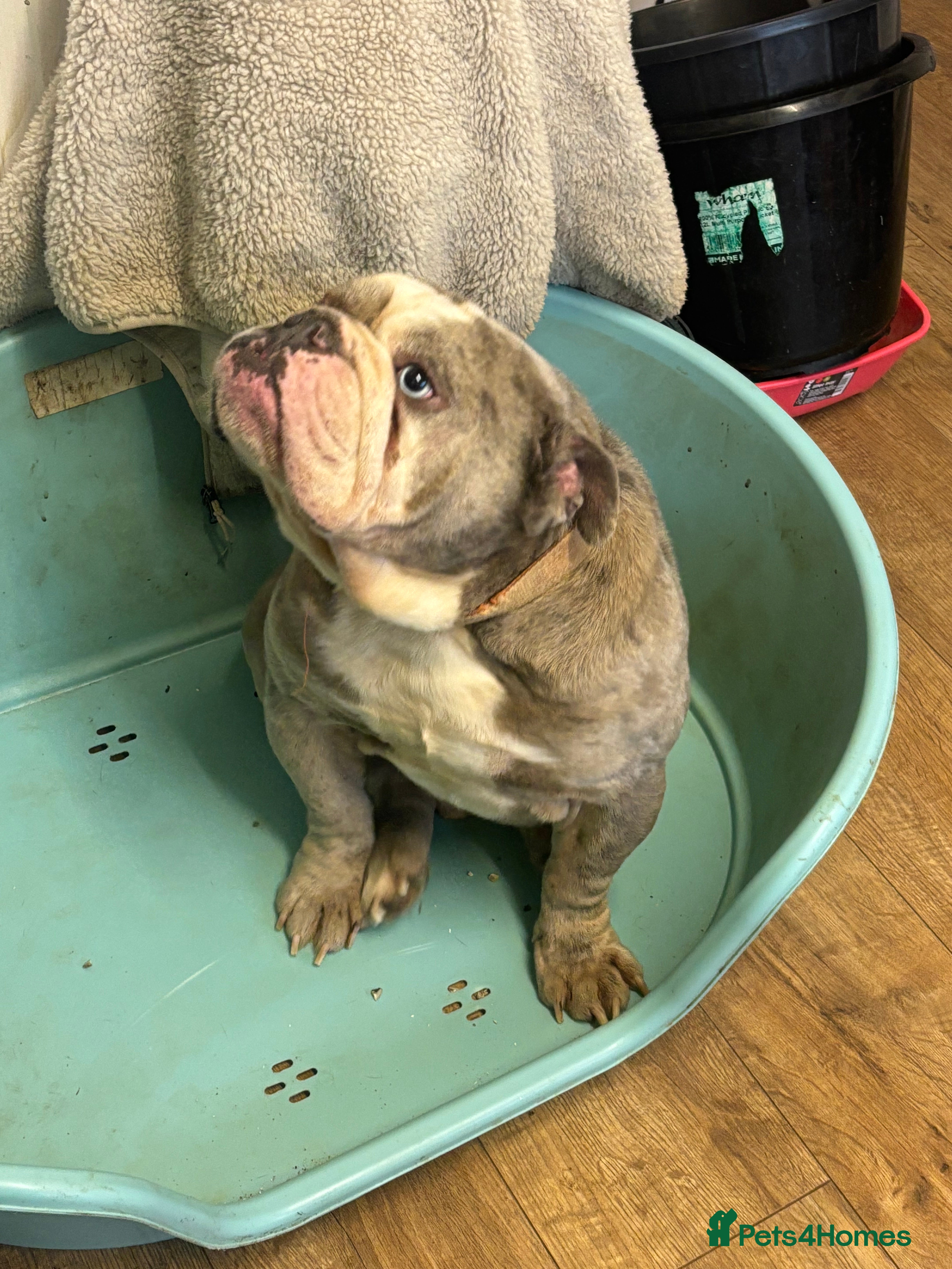 Old Tyme Bulldog dogs 5 year old male bulldog needing a new home  - Advert 15