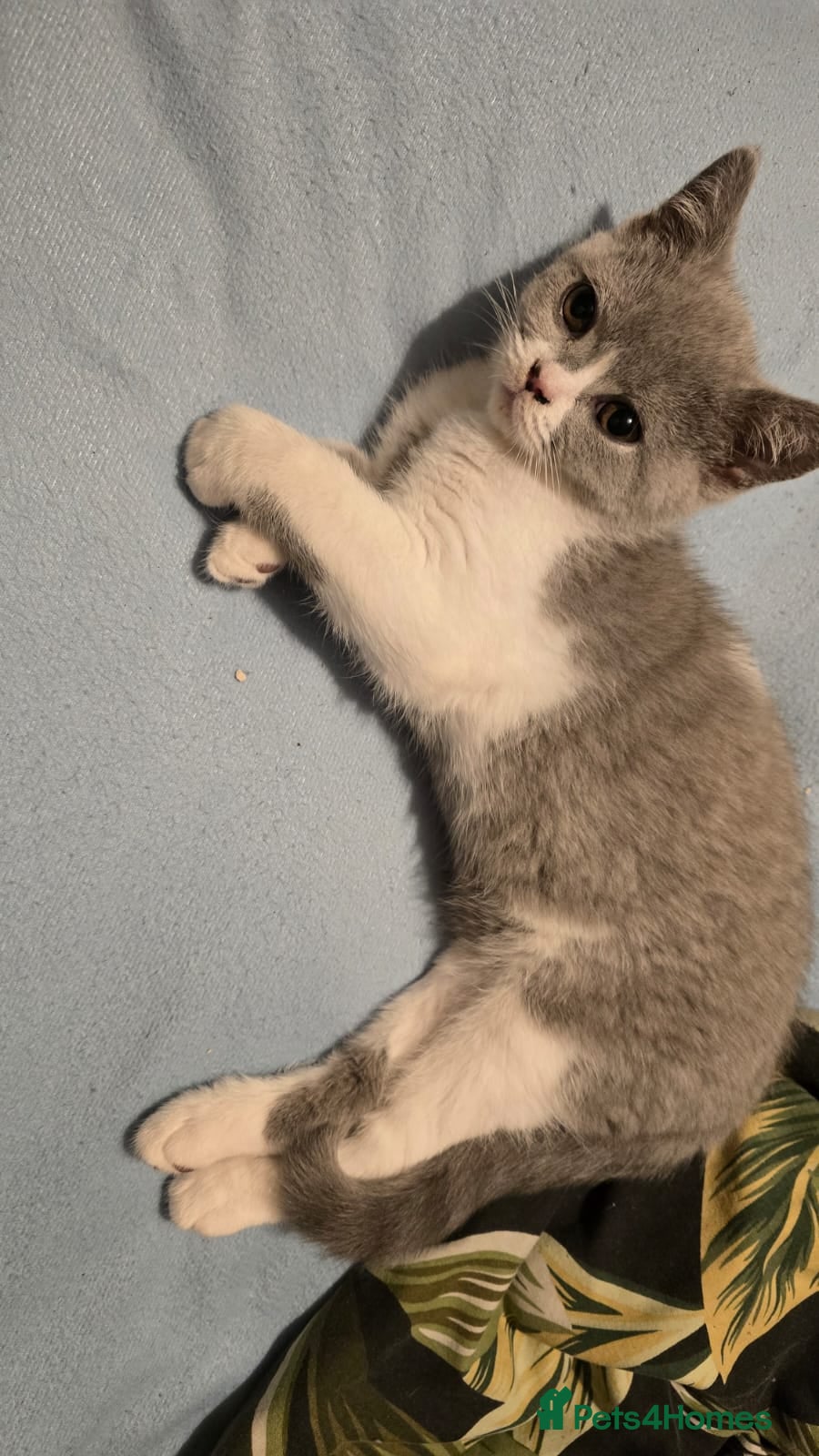 British Shorthair cats 3 British Shorthair kitten's available  in Freshwater - Advert 5