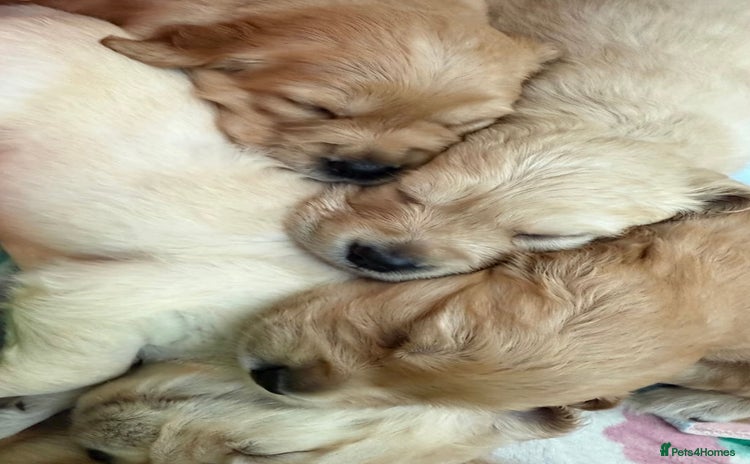 Golden Retriever dogs - Advert 6