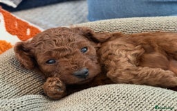Cavapoo dogs for sale: Cavapoo FB1 puppies  - Image 2