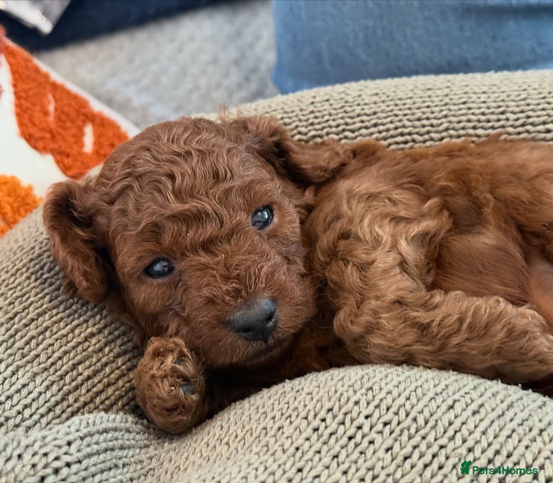 Cavapoo dogs for sale: Cavapoo FB1 puppies  - Image 2